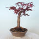 Bonsai zewnętrzne - palma Acer. Atropurpureum-Czerwony liść palmowy - 4/5