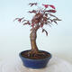 Bonsai zewnętrzne - palma Acer. Atropurpureum-Czerwony liść palmowy - 4/5