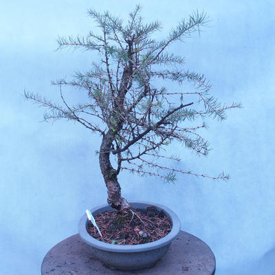 Yamadori - Modrzew liściastych - Larix decidua - 4