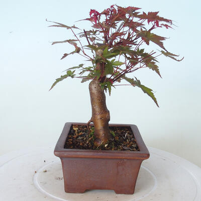 Bonsai outdoor - Maple palmatum DESHOJO - Maple palmate - 4