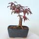 Bonsai outdoor - Maple palmatum DESHOJO - Maple palmate - 4/6