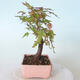 Bonsai na zewnątrz - Maple palmatum sangokaku - Liść palmy klonowej - 4/5