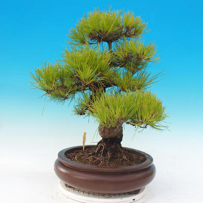 Outdoor bonsai - Pinus densiflora - czerwona sosna - 4