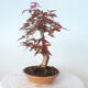 Bonsai outdoor - Maple palmatum DESHOJO - Maple palmate - 4/6