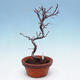 Plenerowe bonsai - Chaneomeles chinensis - chińska pigwa - 4/4