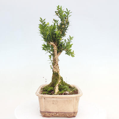 Bonsai pokojowe - Buxus harlandii - buxus korkowy - 4