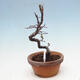 Plenerowe bonsai - Chaneomeles chinensis - chińska pigwa - 4/4
