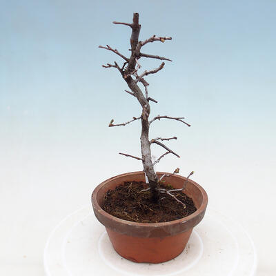 Plenerowe bonsai - Chaneomeles chinensis - chińska pigwa - 4