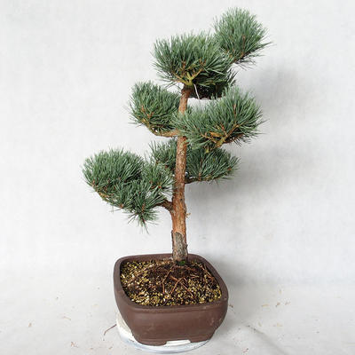 Outdoor bonsai - Pinus sylvestris Watereri - sosna zwyczajna VB2019-26848 - 4