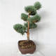 Outdoor bonsai - Pinus sylvestris Watereri - sosna zwyczajna VB2019-26848 - 4/4