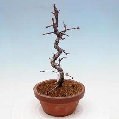 Plenerowe bonsai - Chaneomeles chinensis - chińska pigwa - 4