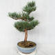 Outdoor bonsai - Pinus sylvestris Watereri - sosna zwyczajna VB2019-26859 - 4/4