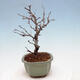 Outdoor bonsai - Photinia villosa - Photinia villosa - 4/5