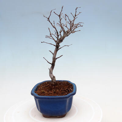 Outdoor bonsai - Photinia villosa - Photinia villosa - 4