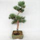 Outdoor bonsai - Pinus sylvestris Watereri - sosna zwyczajna VB2019-26877 - 4/4