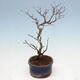 Outdoor bonsai - Photinia villosa - Photinia villosa - 4/5