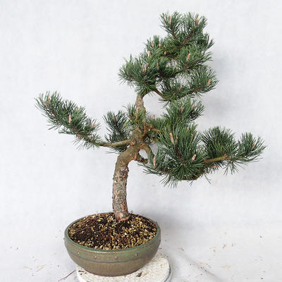 Outdoor bonsai - Pinus Mugo - Pine kneel VB2019-26886 - 4