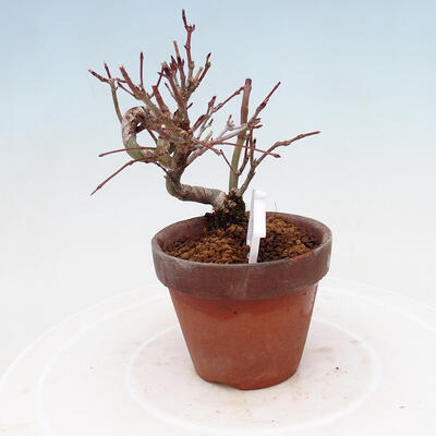 Outdoor bonsai Acer palmatum - palma klonowa - 4
