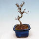 Outdoor bonsai - Ligustrum obtusifolium - Dziób ptasi o matowych liściach - 4/5