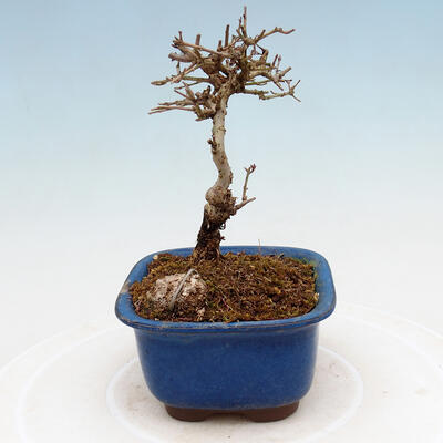 Outdoor bonsai - Ligustrum obtusifolium - Dziób ptasi o matowych liściach - 4