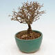 Outdoor bonsai - Ligustrum obtusifolium - Dziób ptasi o matowych liściach - 4/5