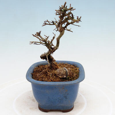 Outdoor bonsai - Ligustrum obtusifolium - Dziób ptasi o matowych liściach - 4