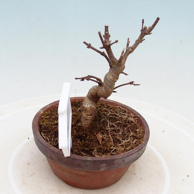 Outdoor bonsai - Maple Buergerianum - Maple Burger - 4