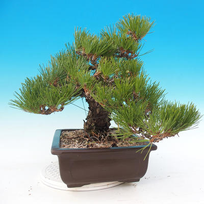 Outdoor bonsai - Pinus thunbergii - Sosna Thunbergova - 4