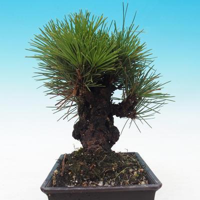 Outdoor bonsai - Pinus thunbergii corticosa - korka sosny - 4
