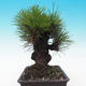 Outdoor bonsai - Pinus thunbergii corticosa - korka sosny - 4/5