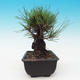 Outdoor bonsai - Pinus thunbergii corticosa - korka sosny - 4/4