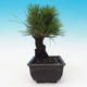 Outdoor bonsai - Pinus thunbergii corticosa - korka sosny - 4/4