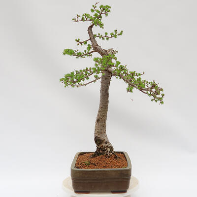 Bonsai zewnętrzne - Larix decidua - Modrzew liściasty - 4