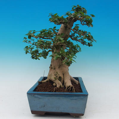 Pokój bonsai-PREMNA MICROPHYLLA Kozlovoň malolistá - 4