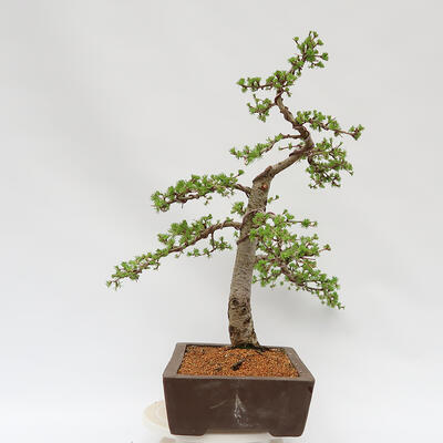 Bonsai zewnętrzne - Larix decidua - Modrzew liściasty - 4