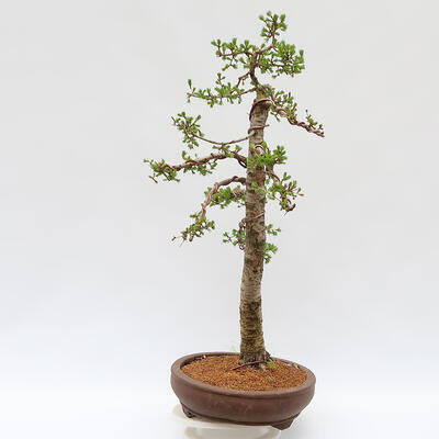 Bonsai na zewnątrz - Larix decidua - Modrzew liściasty - WYŁĄCZNIE TRANSPORT PALETOWY - 4