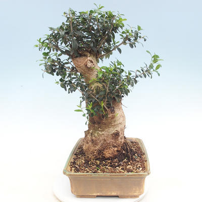Kryte bonsai - Olea europaea sylvestris - Europejska oliwa z małych liści - 4