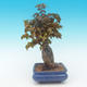 Shohin - Klon, Acer burgerianum na skale - 4/6