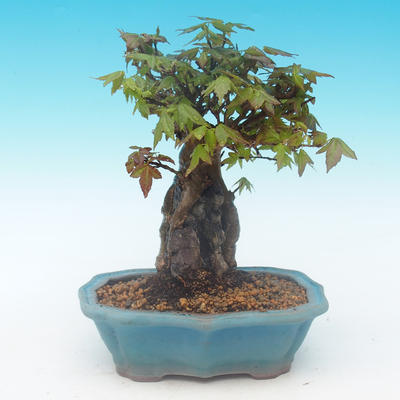Shohin - Klon, Acer burgerianum na skale - 4