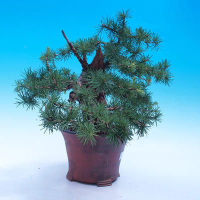 Outdoor bonsai -Larix decidua - modrzew europejski - 4