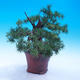 Outdoor bonsai -Larix decidua - modrzew europejski - 4/6