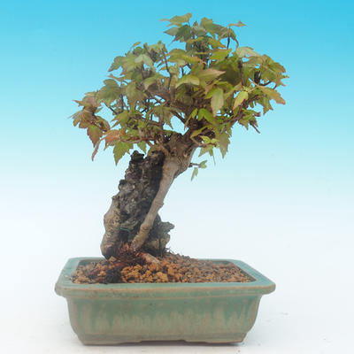 Shohin - Klon, Acer burgerianum na skale - 4