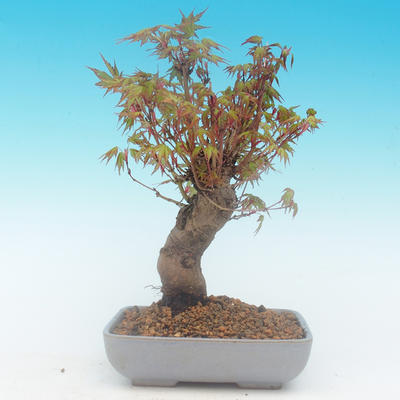 Shohin - Klon, Acer palmatum - 4