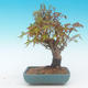 Shohin - Klon, Acer palmatum - 4/6