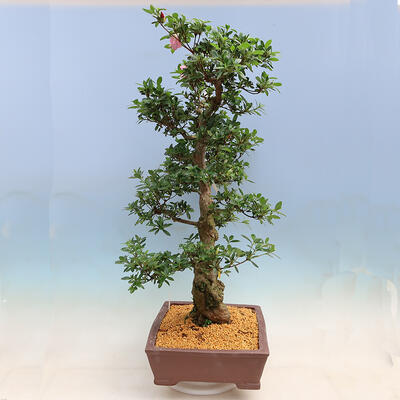 Outdoor bonsai - azalia japońska SATSUKI- Azalea BYAKUREN - 4