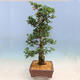 Outdoor bonsai - azalia japońska SATSUKI- Azalea BYAKUREN - 4/6
