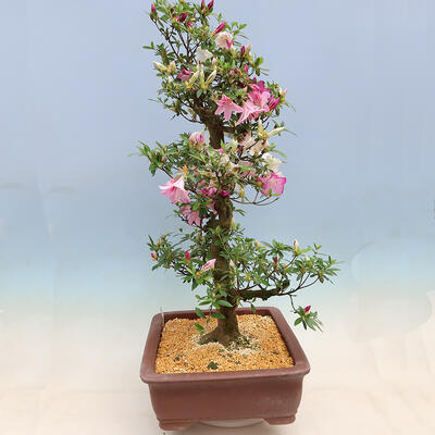 Outdoor bonsai - azalia japońska SATSUKI- Azalea KINSHO - 4