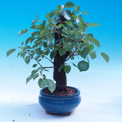 Outdoor bonsai -Mahalebka - wiśnia wonna - 4