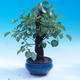 Outdoor bonsai -Mahalebka - wiśnia wonna - 4/6