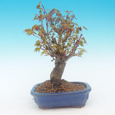 Shohin - Klon, Acer palmatum - 4
